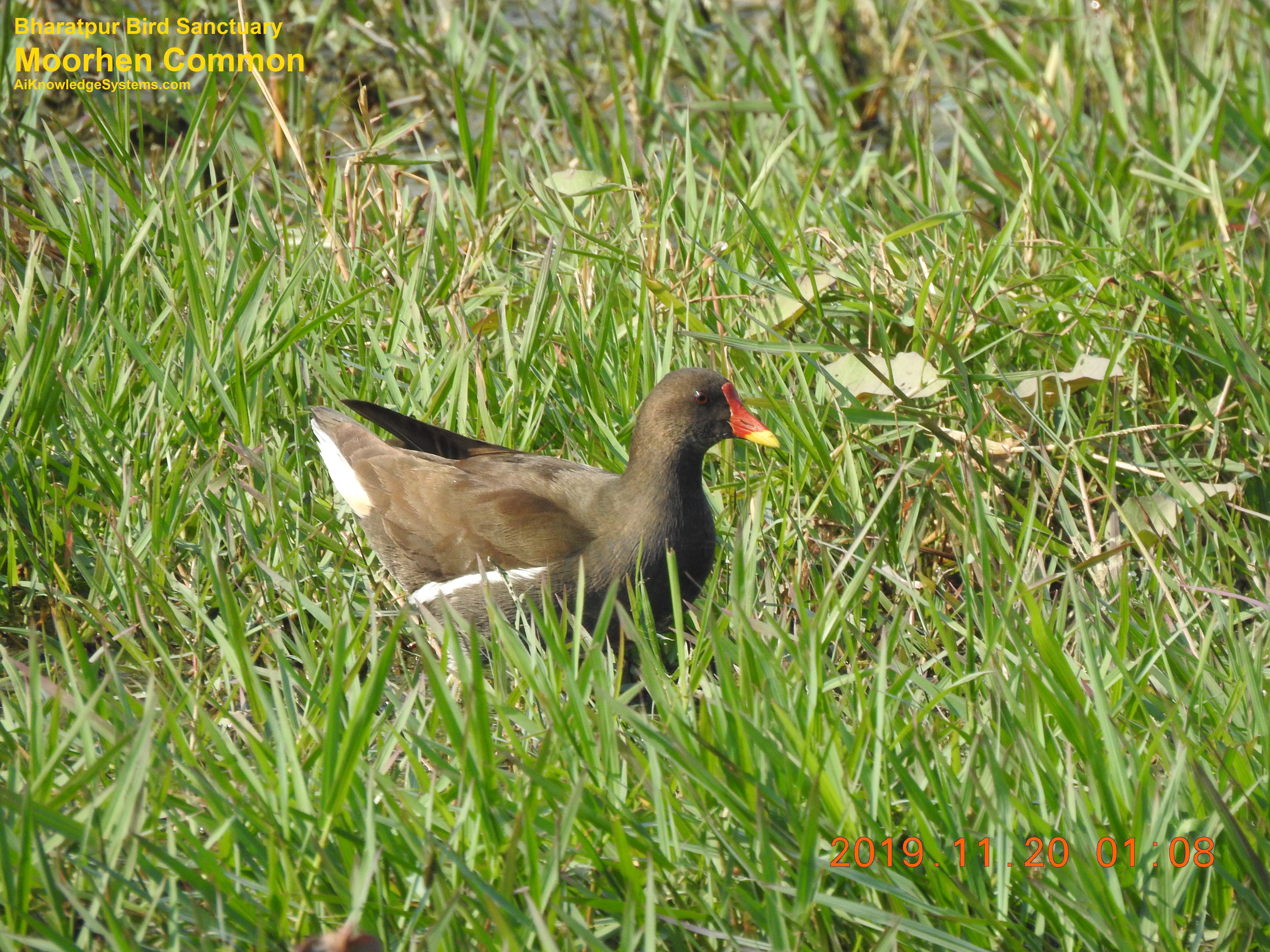 Moorhen Common (3) Coming Soon